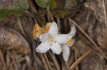 Trailing arbutus